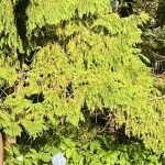 vanessanortons amateur webcam model adventures